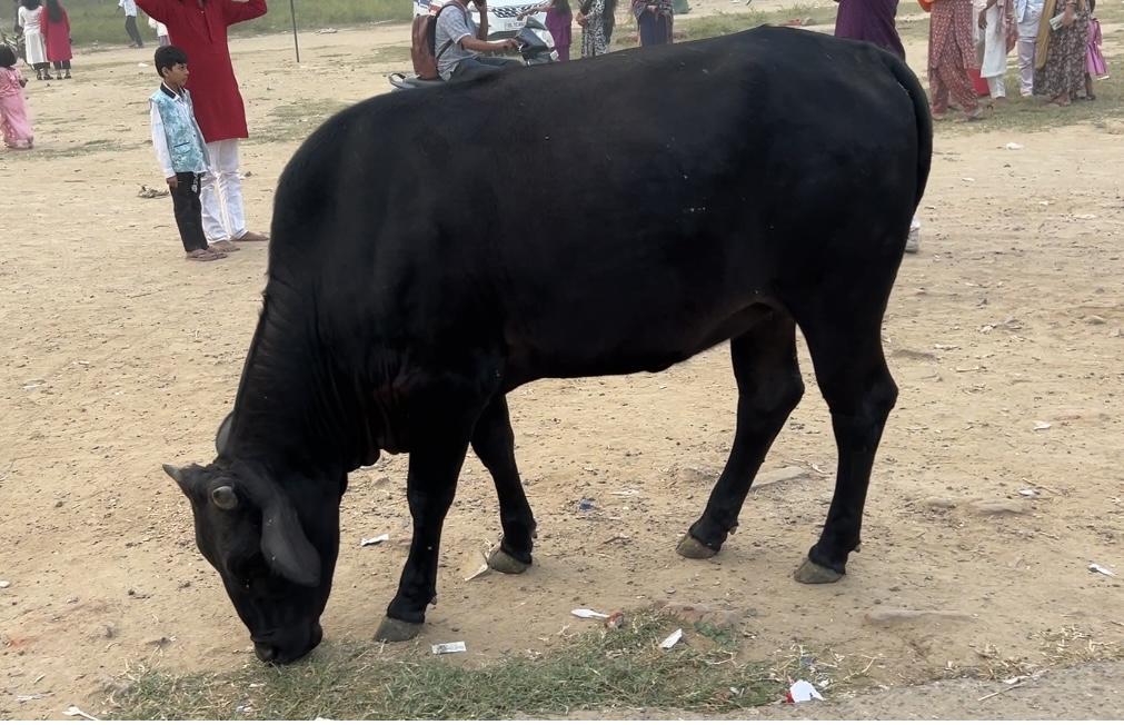 インドの黒い牛